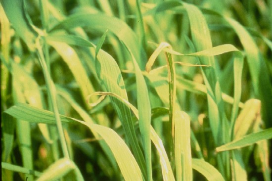 Yellowing wheat leaves from copper deficiency